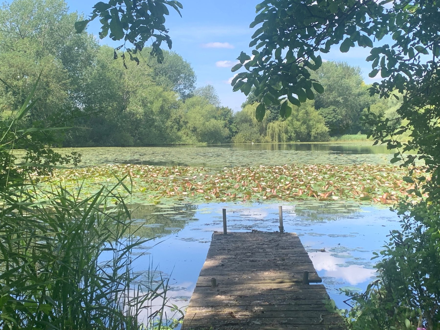 The jetty and water lilies on the lake in summer