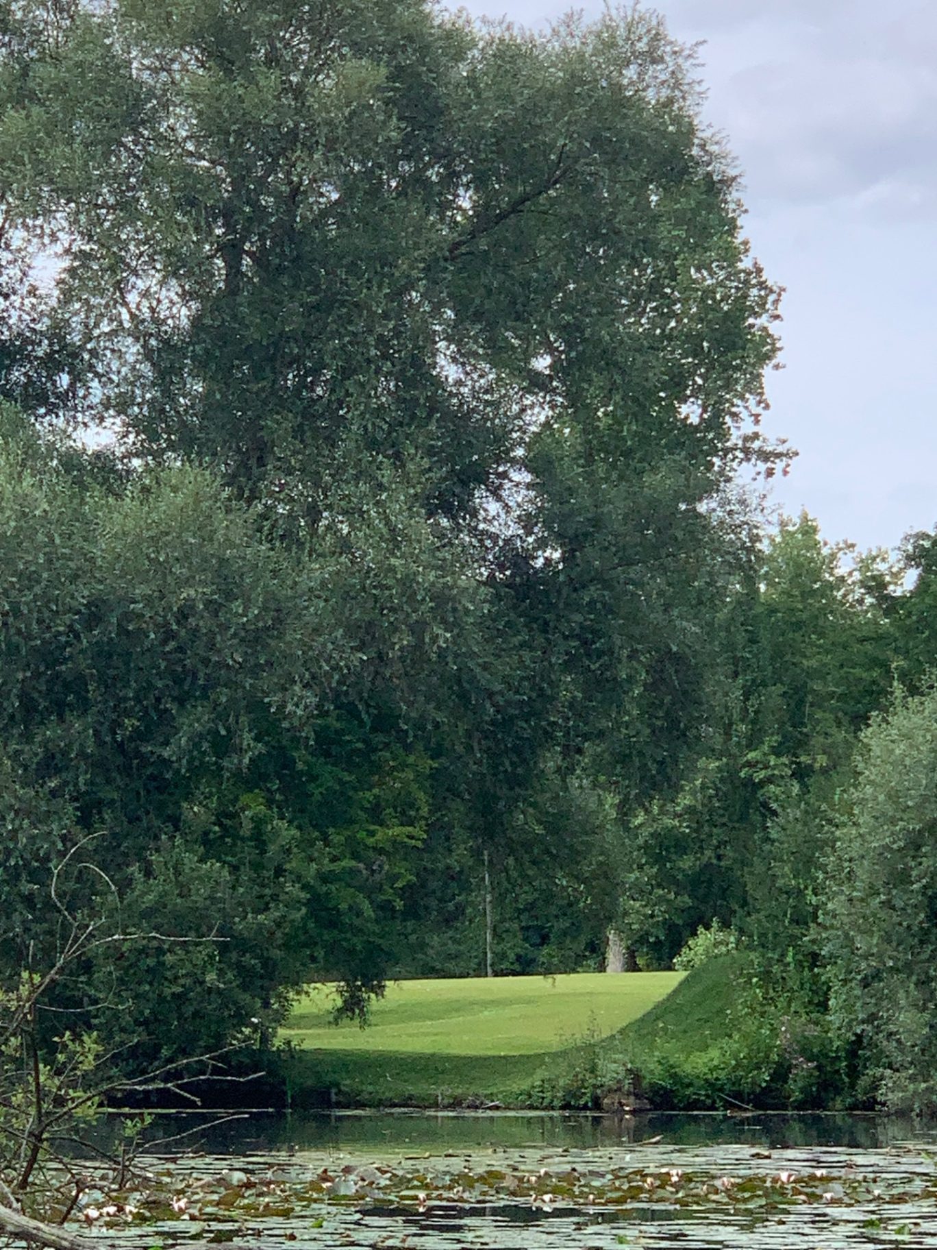 A green seen from across the lily-covered lake