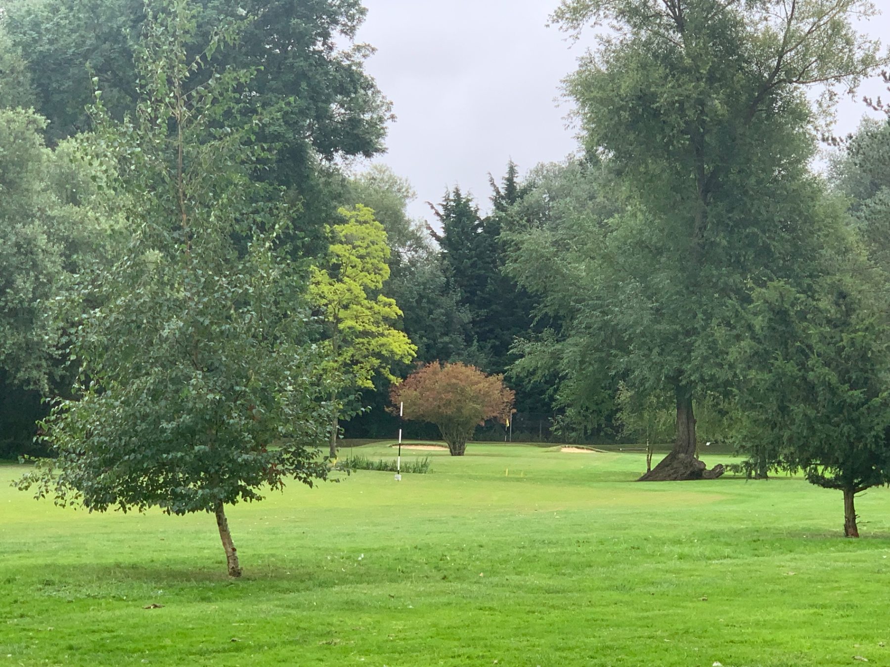 Green framed by mature trees on a soft summer morning